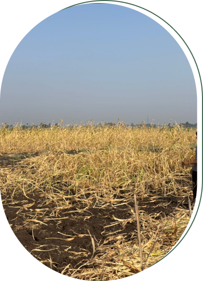 Field Image